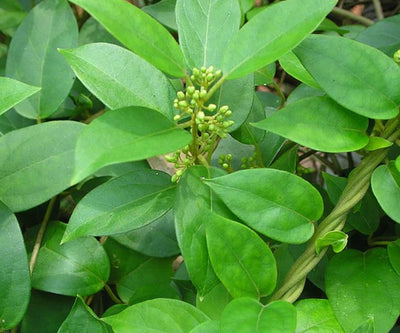 Understanding diabetes and treating it naturally with Gymnema sylvestre
